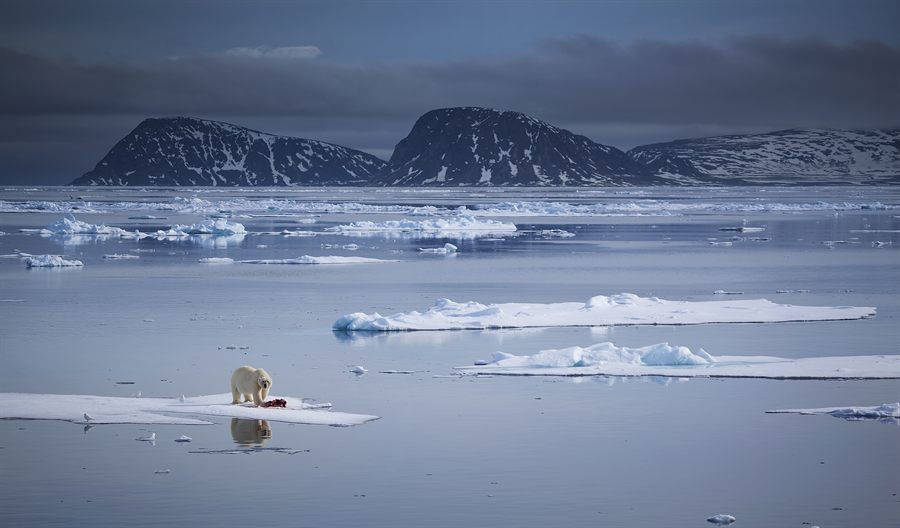 Polar bear on sea ice